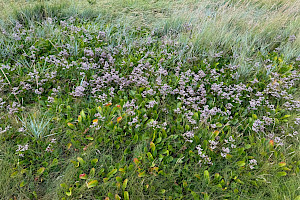 Common Sea-lavender: Limonium vulgare