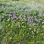 Limonium vulgare - &copy; Charles Hipkin