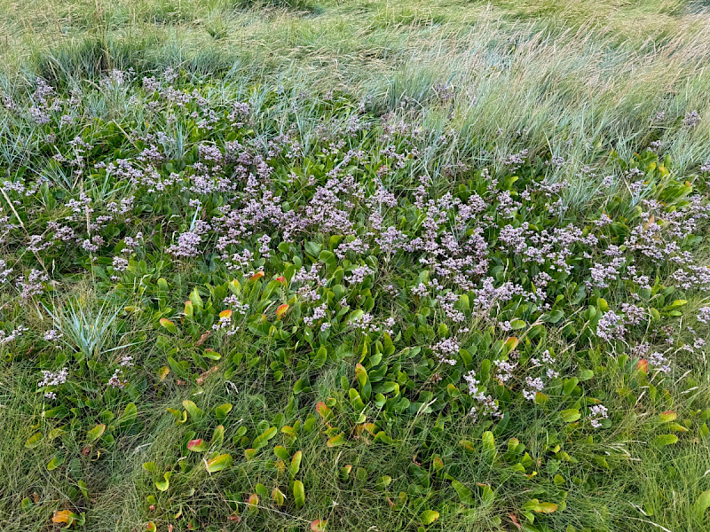Limonium vulgare - &copy; Charles Hipkin