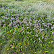 Limonium vulgare