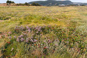 Common Sea-lavender: Limonium vulgare
