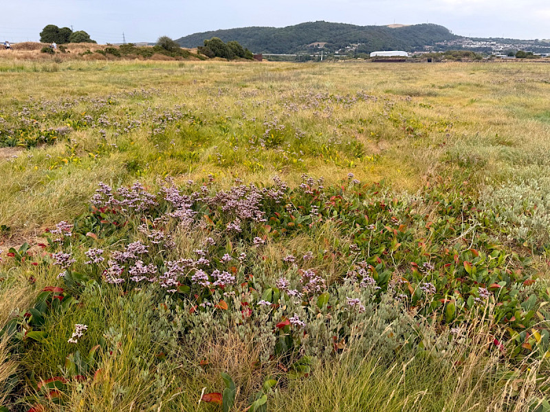Limonium vulgare - &copy; Charles Hipkin