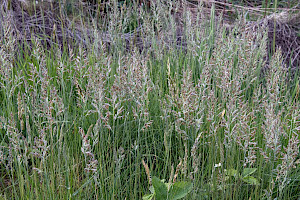 Sheep's-fescue: Festuca ovina subsp. ovina