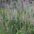 Festuca ovina subsp. ovina - &copy; Charles Hipkin
