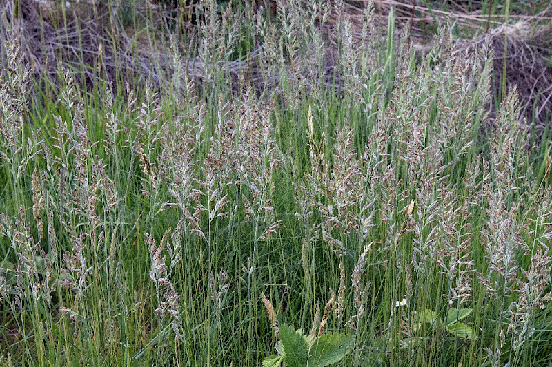 Festuca ovina subsp. ovina - &copy; Charles Hipkin
