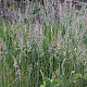 Festuca ovina subsp. ovina