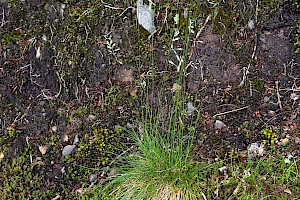 Sheep's-fescue: Festuca ovina agg.