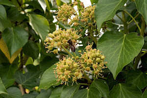 Atlantic Ivy: Hedera hibernica