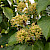 Hedera hibernica - &copy; Charles Hipkin