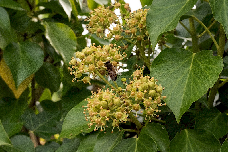 Hedera hibernica - &copy; Charles Hipkin