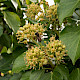 Hedera hibernica