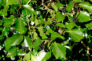Atlantic Ivy: Hedera hibernica
