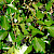 Hedera hibernica - &copy; Charles Hipkin