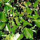 Hedera hibernica