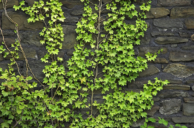 Hedera hibernica - &copy; Charles Hipkin