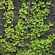 Hedera hibernica