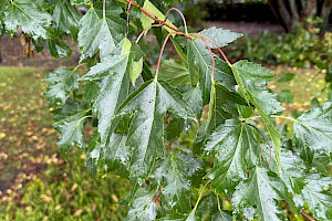 Amur Maple: Acer tataricum var. ginnala