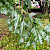 Acer tataricum var. ginnala - &copy; Charles Hipkin