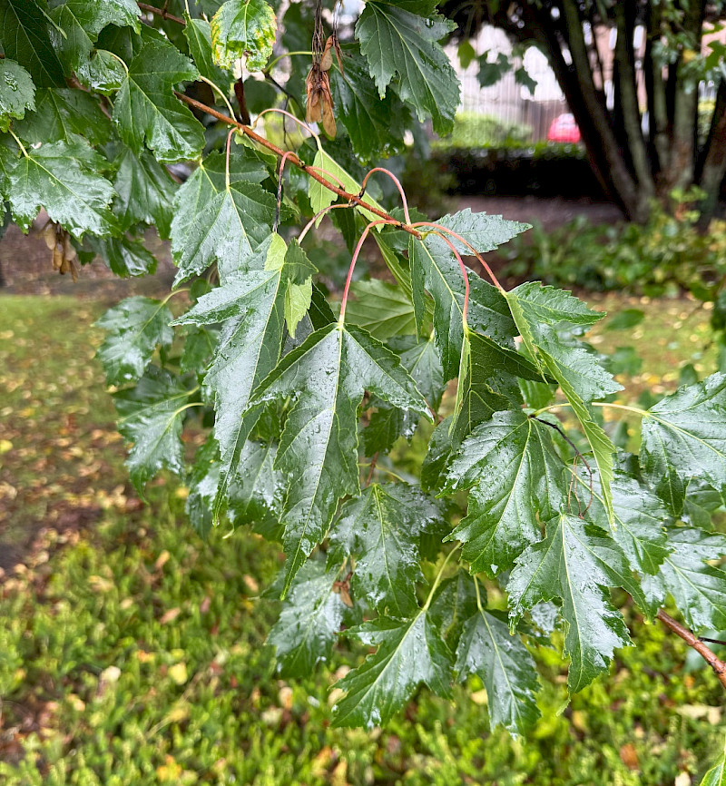 Acer tataricum var. ginnala - &copy; Charles Hipkin