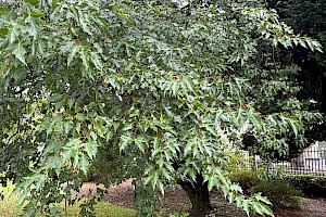 Amur Maple: Acer tataricum var. ginnala