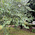 Acer tataricum var. ginnala - &copy; Charles Hipkin