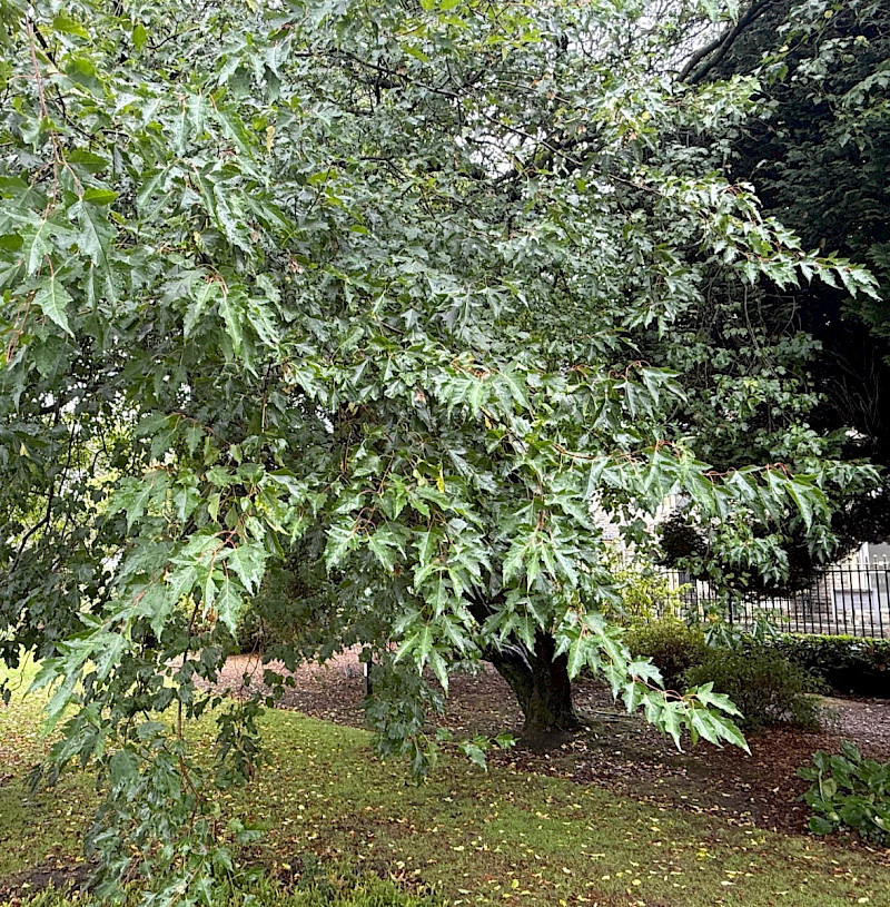 Acer tataricum var. ginnala - &copy; Charles Hipkin