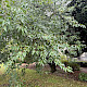 Acer tataricum var. ginnala