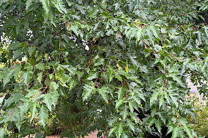 Amur Maple: Acer tataricum var. ginnala