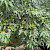 Acer tataricum var. ginnala - &copy; Charles Hipkin
