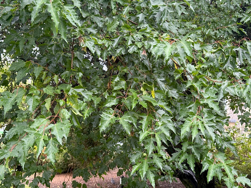 Acer tataricum var. ginnala - &copy; Charles Hipkin