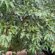 Acer tataricum var. ginnala