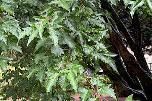 Amur Maple: Acer tataricum var. ginnala
