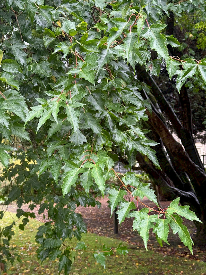Acer tataricum var. ginnala - &copy; Charles Hipkin