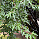 Acer tataricum var. ginnala