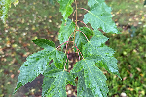 Amur Maple: Acer tataricum var. ginnala