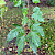 Acer tataricum var. ginnala - &copy; Charles Hipkin