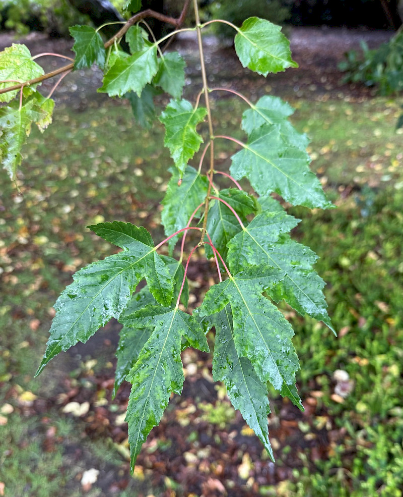 Acer tataricum var. ginnala - &copy; Charles Hipkin