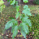 Acer tataricum var. ginnala