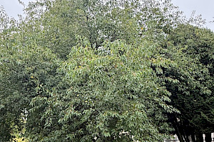 Amur Maple: Acer tataricum var. ginnala