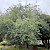 Acer tataricum var. ginnala - &copy; Charles Hipkin