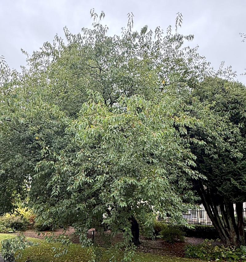 Acer tataricum var. ginnala - &copy; Charles Hipkin