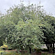 Acer tataricum var. ginnala