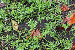 Equal-leaved Knotgrass: Polygonum arenastrum