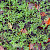 Polygonum arenastrum - &copy; Charles Hipkin