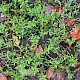 Polygonum arenastrum