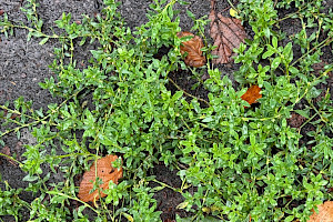 Equal-leaved Knotgrass: Polygonum arenastrum