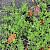 Polygonum arenastrum - &copy; Charles Hipkin