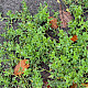 Polygonum arenastrum