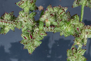 Spear-leaved Orache: Atriplex prostrata