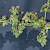 Atriplex prostrata - &copy; Charles Hipkin